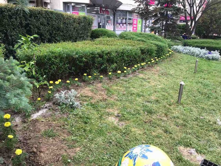 Засадиха хиляди цветя в различни зони на Асеновград