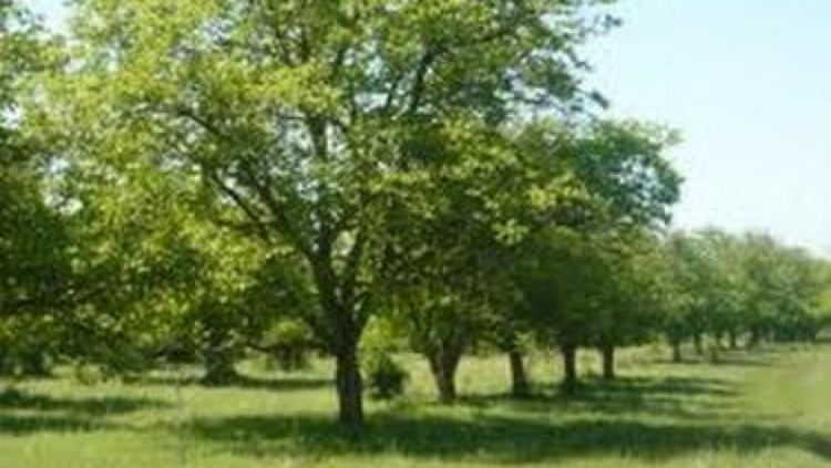 Засадени са 24,74 ха с млади орехи в Пернишка област