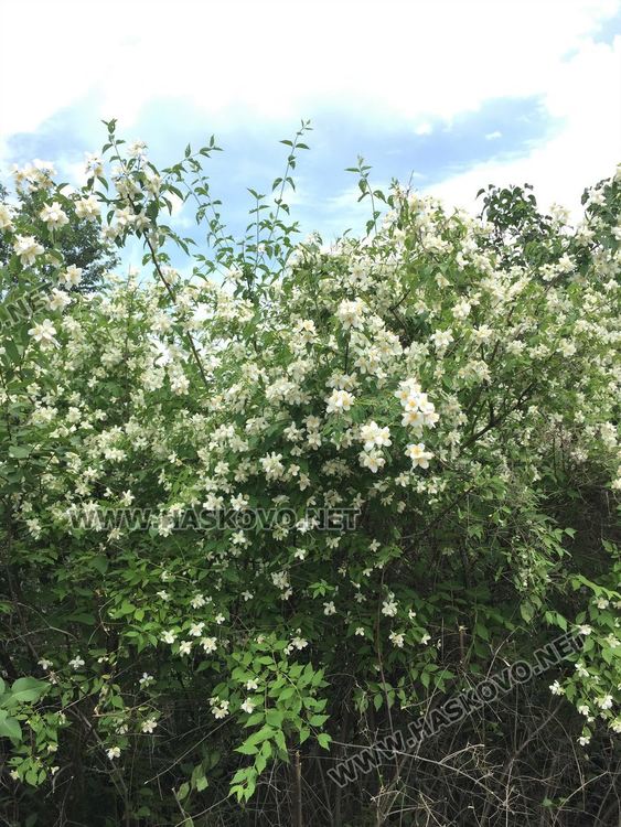 Затопляне, но все още с малко слънце