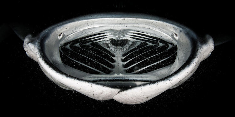 Победителят в категория "Подводен свят" - "Космическият кораб Манта" на Грант Томас