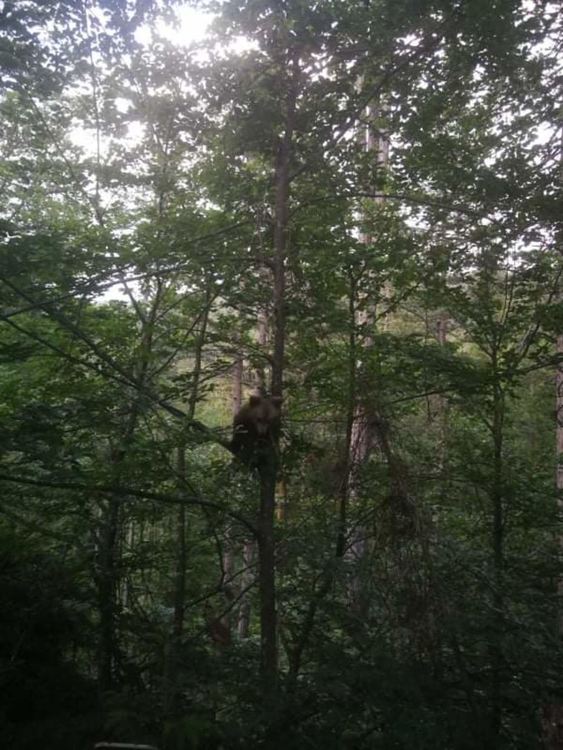 Екип на РИОСВ-Смолян спаси малко мече