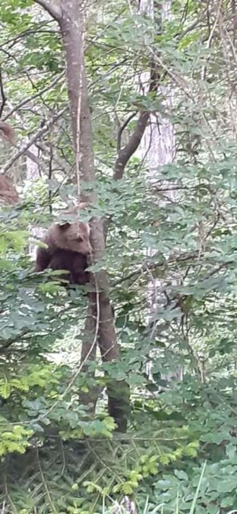 Екип на РИОСВ-Смолян спаси малко мече