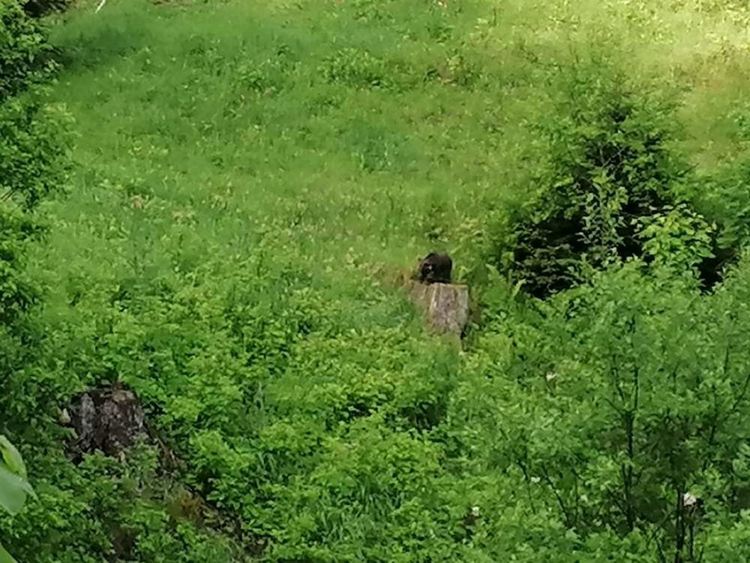 Екип от екоинспекцията в Смолян спаси още едно мече