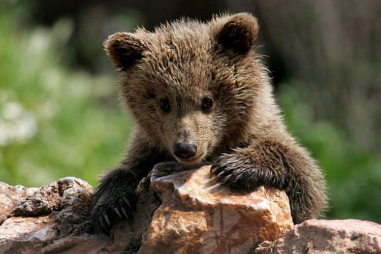 РИОСВ - Смолян спаси още едно мече