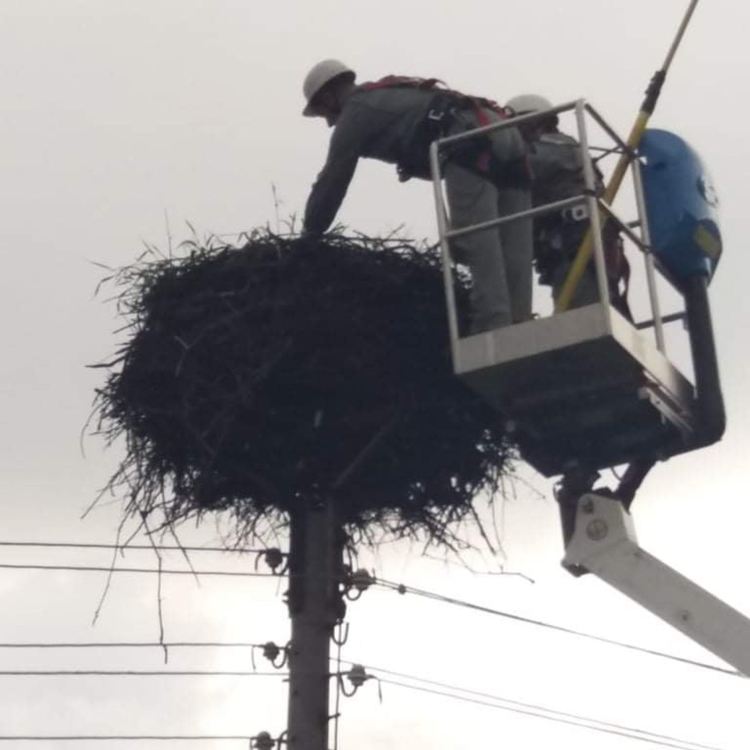 Спасиха малко щъркелче в Борино