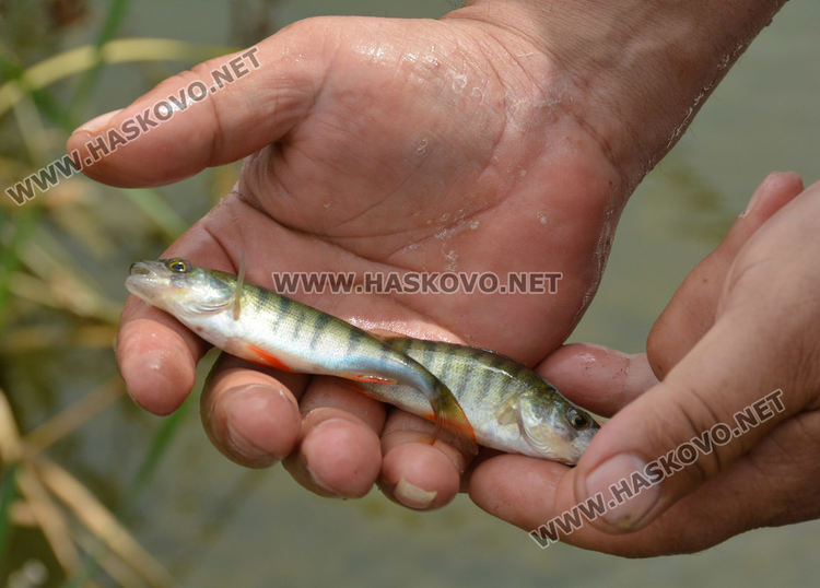Димитър Донев с най-голяма риба на турнира на яз. „Черногорово“