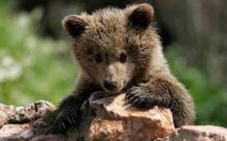 Екоинспекцията и горски спасиха трето мече край Чепеларе