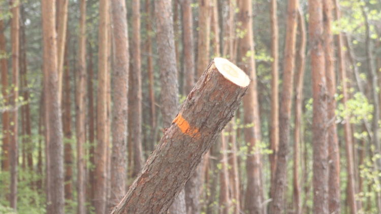 Ток уби дървосекач от Костандово край село Гела