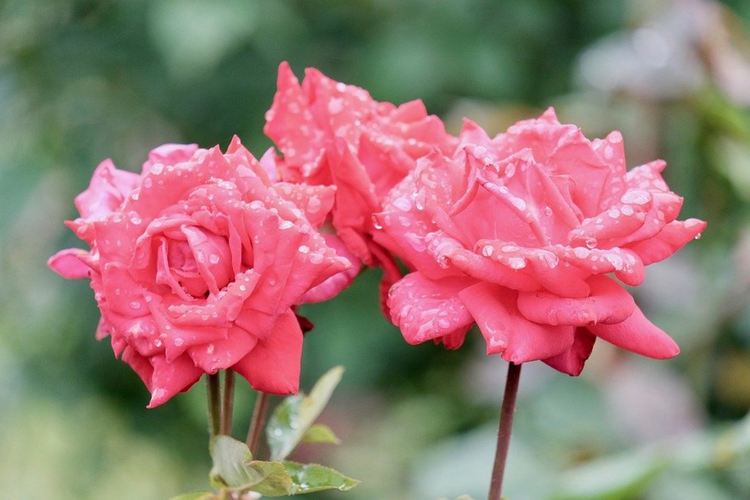 Дъждовен и хладен вторник