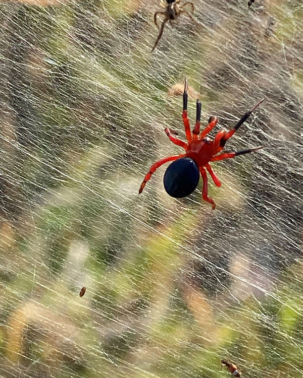 Цял щат в Австралия се покри със здрави паяжини