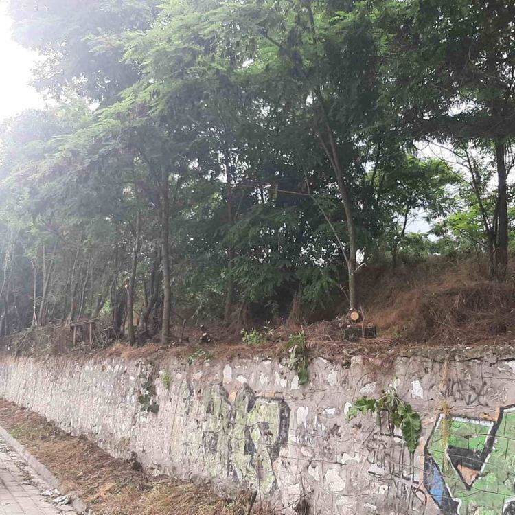 Започна кастрене на клоните на дърветата на старите трибуни на стадион "Шипка"