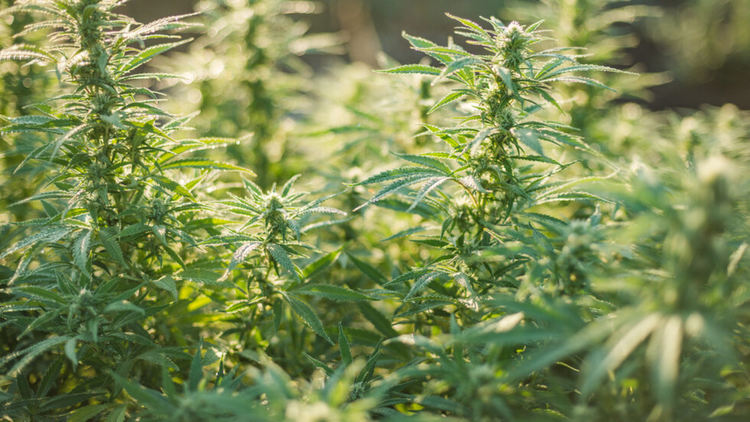 Криминалисти разкриха нива с канабис в Чернооченско