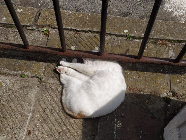 Поредната жертва