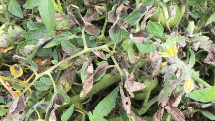 Ежедневните порои съсипаха реколтата в Родопите, болести,охлюви и гадинки унищожават наред