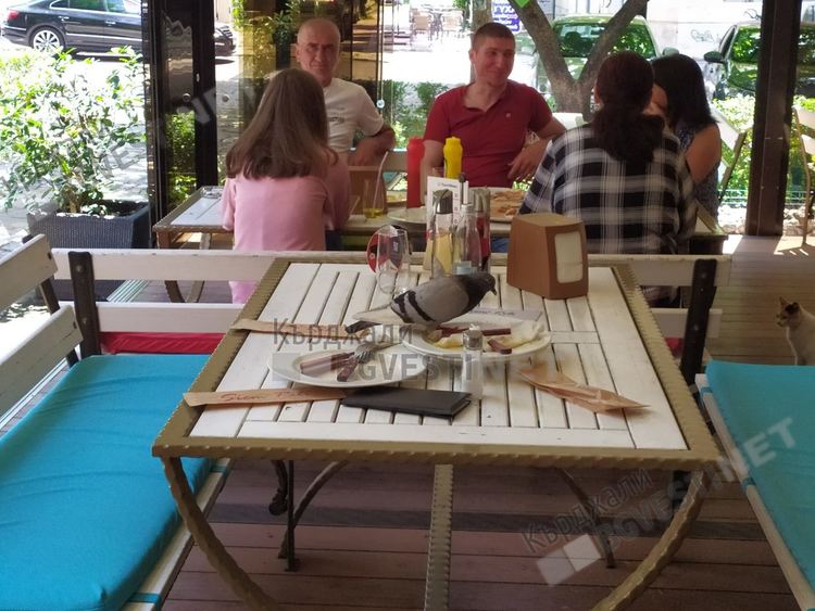 Гълъби „отсервират” в кърджалийски заведения, гостите от Турция негодуват