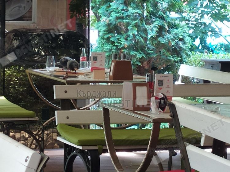 Гълъби „отсервират” в кърджалийски заведения, гостите от Турция негодуват