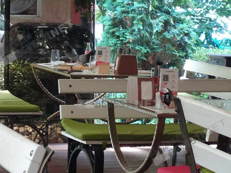 Гълъби „отсервират” в кърджалийски заведения, гостите от Турция негодуват