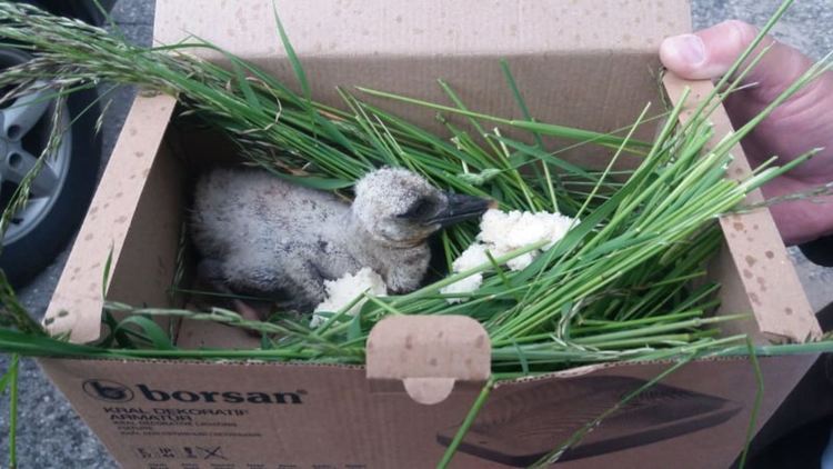 Спасеното щъркелче в село Борино се развива нормално