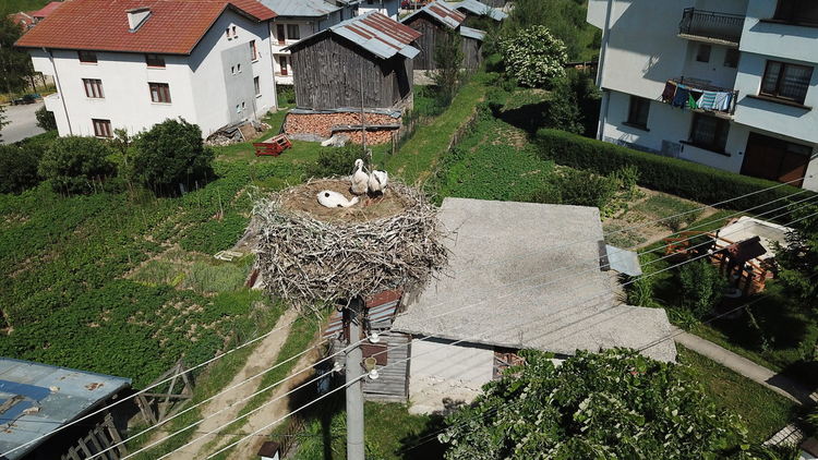 Спасеното щъркелче в село Борино се развива нормално