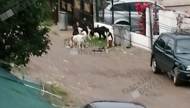 Жителите на село Резбарци винят любителка на животните за безпрецедентния тормоз от бездомни кучета