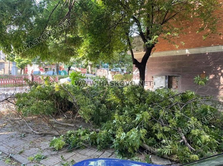 Вятърът счупи дърво в Хасково