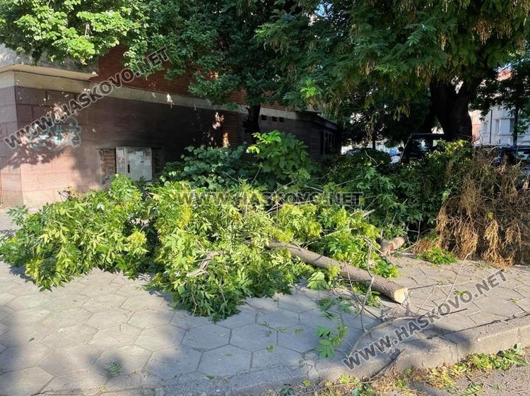 Вятърът счупи дърво в Хасково
