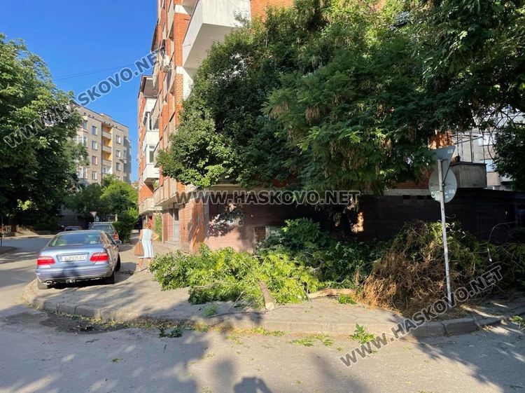 Вятърът счупи дърво в Хасково