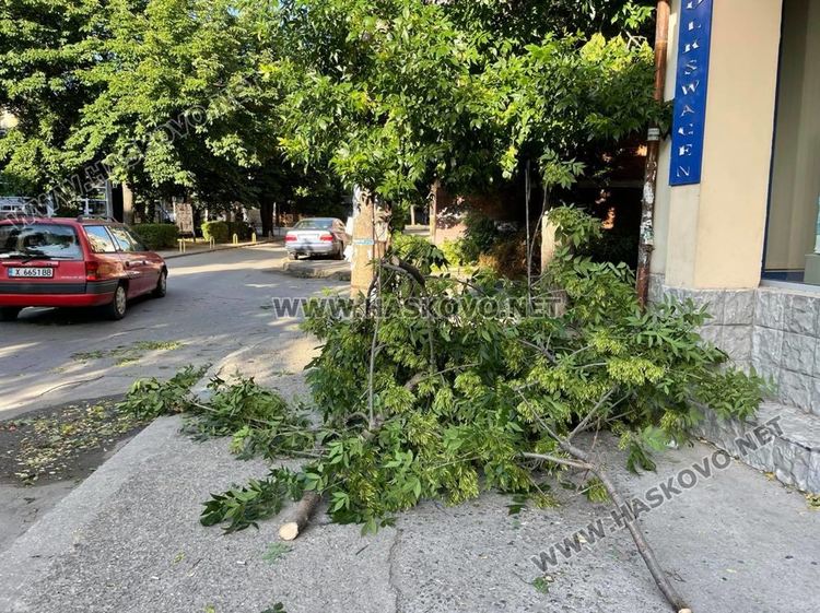 Вятърът счупи дърво в Хасково