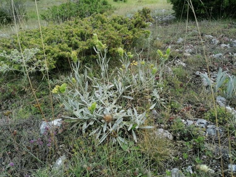 РИОСВ – Смолян започва проверки за бране на Мурсалски чай от естествени находища