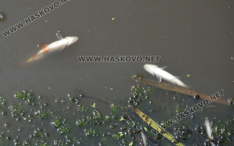 Недостиг на кислород във водата е вероятната причина за мора на риба в р.Банска