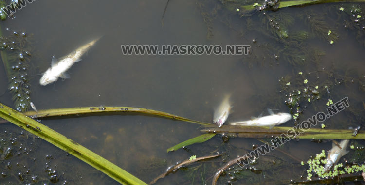 Мор за рибата от замърсяване по р.Банска