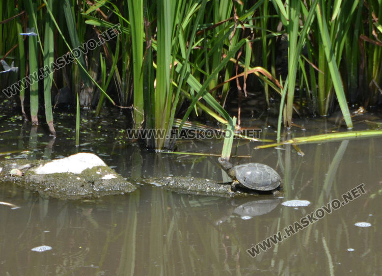 Мор за рибата от замърсяване по р.Банска