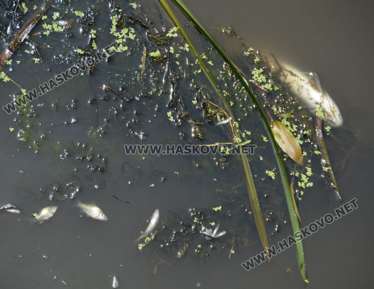 Мор за рибата от замърсяване по р.Банска