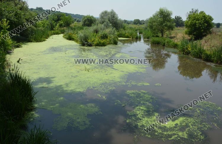 Недостиг на кислород във водата е вероятната причина за мора на риба в р.Банска