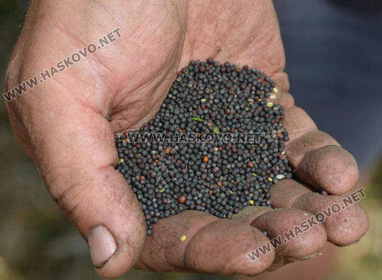 Рапицата с по-висока изкупна цена, но поскъпнаха торове, части и техника