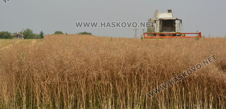 Рапицата с по-висока изкупна цена, но поскъпнаха торове, части и техника