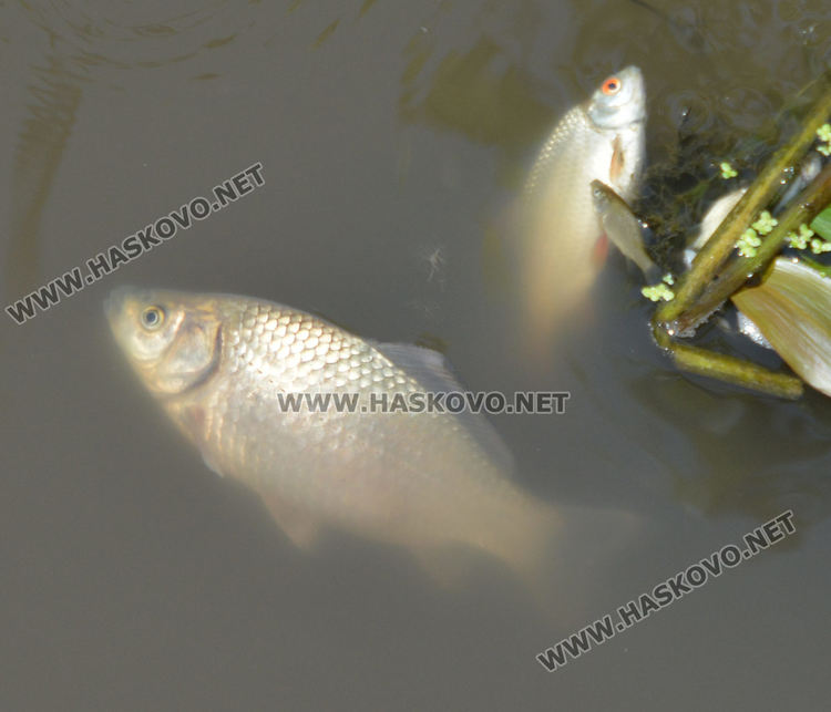 Мор за рибата от замърсяване по р.Банска