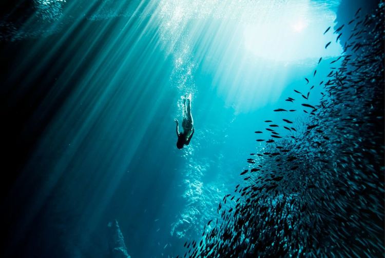 Фридайвъри забавят сърцето си до 11 удара в минута