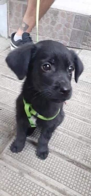 Роден с късмет или как пожарникари спасиха Мавро, за да намери свой дом и семейство