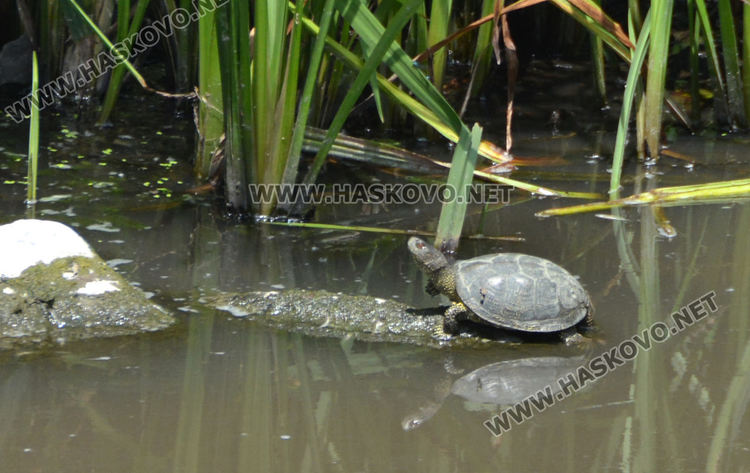 Предимно слънчево и горещо в началото на седмицата