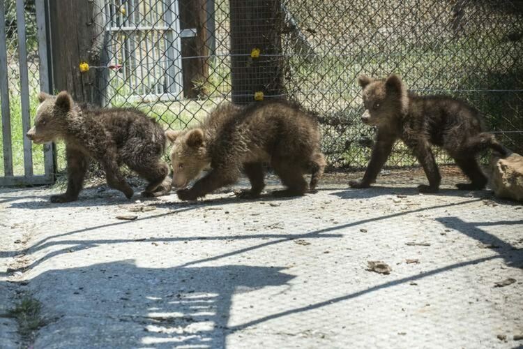 Снимка "Четири лапи" Тите мечета вече живеят заедно в Гърция