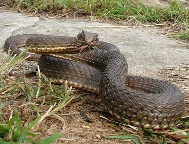 Змия влезе в магазин в Давидково, повече от три часа чакат помощ