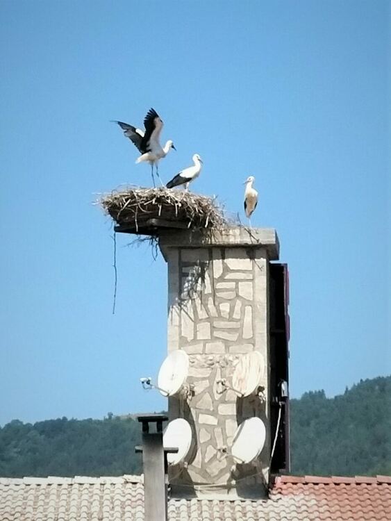 Народно поверие:Където гнездят щъркели,там живеят добри хора