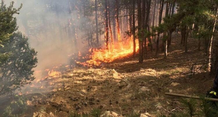Горски пожар пламна в Свиленградско