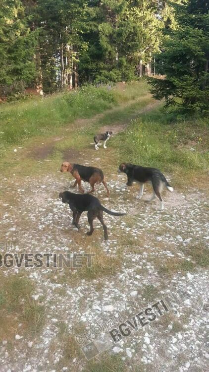 Ето от къде се множат бездомниците: Бус изсипа 40 кучета на Перелик