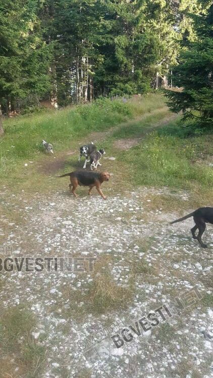 Ето от къде се множат бездомниците: Бус изсипа 40 кучета на Перелик