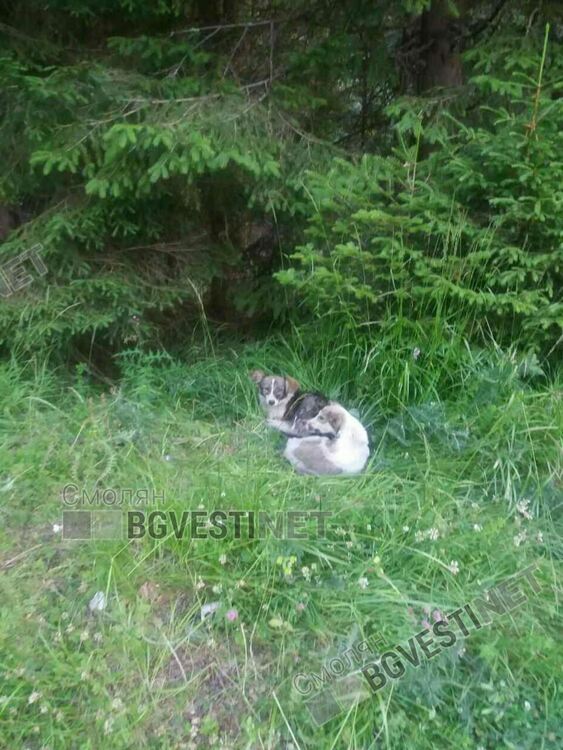 Ето от къде се множат бездомниците: Бус изсипа 40 кучета на Перелик