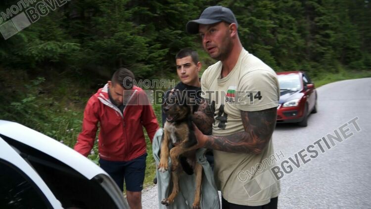 Прокуратурата: Кучетата са убити по особено мъчителен начин,чрез средства опасни за хора и животни
