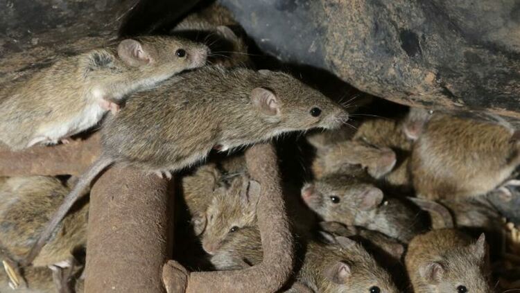 Нашествие от мишки в родопското село Петково, талази гризачи окупират домовете на франгаджии