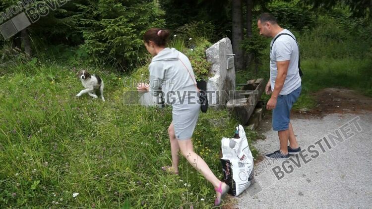 Прокуратурата: Кучетата са убити по особено мъчителен начин,чрез средства опасни за хора и животни